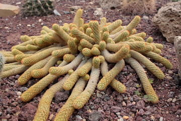cact&aacute;cea cactus