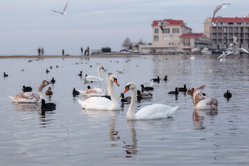 White swans (Cygnus olor) swim in the black sea. The swans arrived in Sevastopol (Crimea) for the winter. Swans are graceful and beautiful monogamous birds.