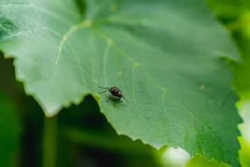 A fly on a green leaf. Macro