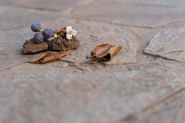 Naturaleza