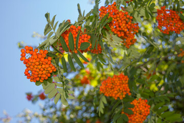 branches of of ripe rowan  on a sunny day in the park, blue sky, natural background