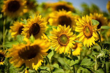 Fototapeta na wymiar Beautiful blooming sunflowers on the field. Harvest concept background