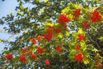 branches of ripe rowan on a sunny day in the park, blue sky, natural background