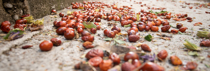 brown berries that had fallen on the sidewalk