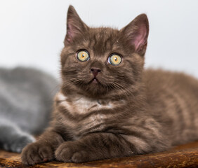 Cute chocolate british shorthair kitten  Selective soft focus