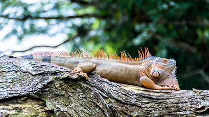 Male green iguana (Iguana iguana) orange and turquoise colored in posing behaviour, Cano Negro National Park, Costa Rica