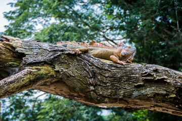 Male green iguana (Iguana iguana) orange and turquoise colored in posing behaviour, Cano Negro National Park, Costa Rica