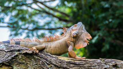 Male green iguana (Iguana iguana) orange and turquoise colored, Costa Rica