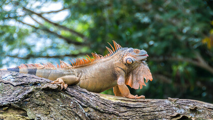 Male green iguana (Iguana iguana) orange and turquoise colored, Costa Rica