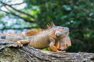Male green iguana (Iguana iguana) orange and turquoise colored, Costa Rica