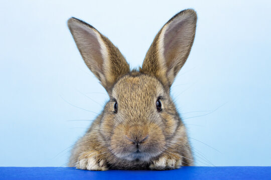 Beautiful gray rabbit on a blue background.
