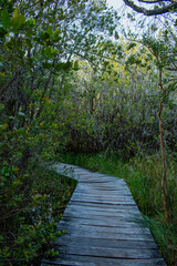 Obraz premium boardwalk in the forest