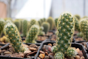 cact&aacute;cea cactus