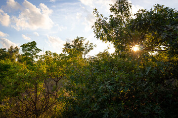 sunset in the forest with the sun peaking through the trees and casting rays on the trees