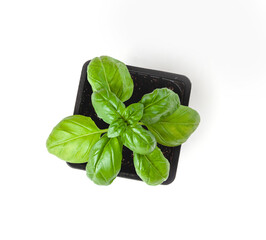 Fresh basil in ceramic pot isolated on white background