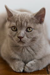 Portrait of cute lilac british short hair kitten with blue eyes. Selective  focus.