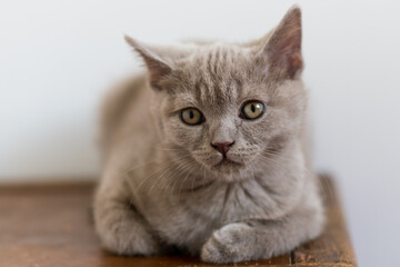 Portrait of cute lilac british short hair kitten with blue eyes. Selective  focus.