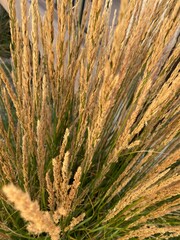 Wheat grass