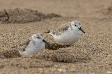 bird beach party