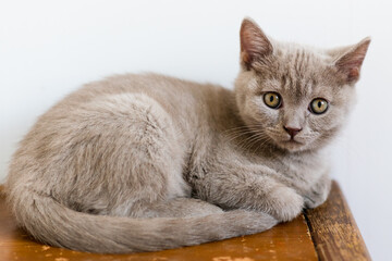Portrait of cute lilac british short hair kitten with blue eyes. Selective  focus.