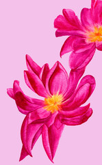 Watercolor realistic flowers pink peonies isolated on a pink background