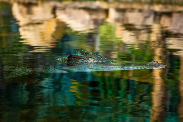 Saltwater crocodile, Crocodylus porosus, also known as estuarine crocodile, Sydney Aquarium, Australia