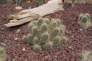 cact&aacute;cea cactus