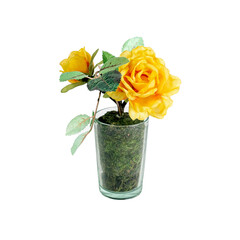 Decorative yellow rose. Isolated on white. Close-up.