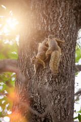 two squirrels