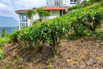 tea bushes, tea tree close-up on the background of a tea plantation - 369562667