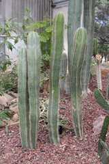 Cact&aacute;cea cactus