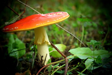 Amanita muscaria 