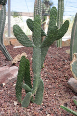 cact&aacute;cea cactus