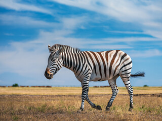 Fototapeta na wymiar isolated zebra in savanna under blue sky