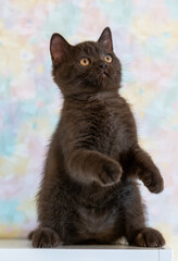 Cute chocolate british shorthair kitten  Selective soft focus