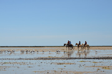 Fototapeta na wymiar Promenade en cheval en bord de mer