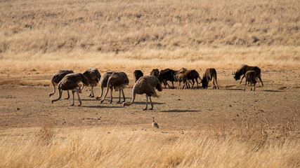 Fototapeta na wymiar A flock of ostriches eating dry grass in natural habitat