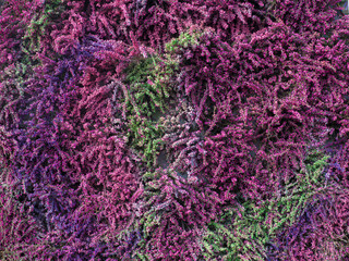 Beautiful floral heather background. Natural backdrop
