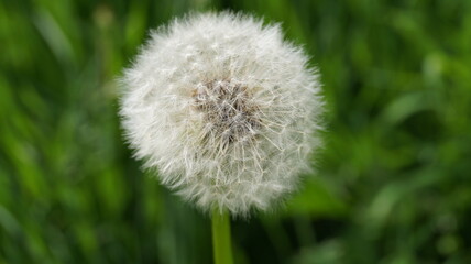 dandelion