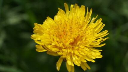 dandelion