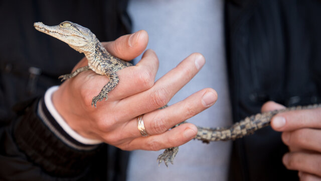 Nile crocodile baby in a human hands close