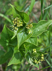 Fototapeta premium In spring, Vincetoxicum hirundinaria blooms in the forest