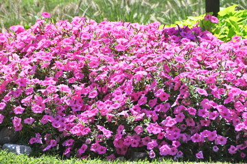 Pinkish Purple Flowers