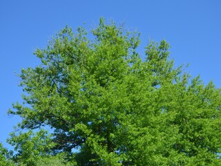 green trees against blue sky