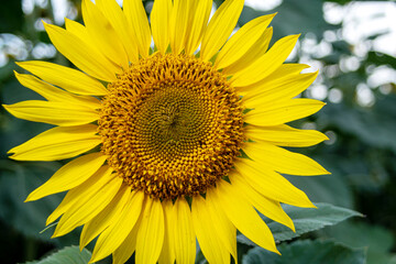 Obraz premium Sunflower with Green Bud Sunflower Blossom - Healthy lifestyles and ecology concept