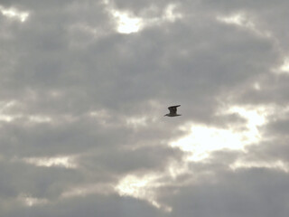 clouds in the sky