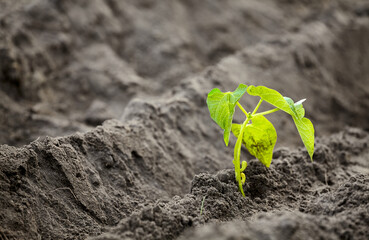 Close up picture of newly planted bean seedling, selective focus.