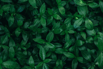 Natural dark green bush leaves background