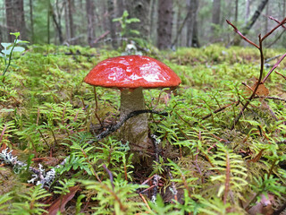 Orange-Cap Boletus in The Forest Surrounded by Fern Red Mushroom Leccinum Aurantiacum