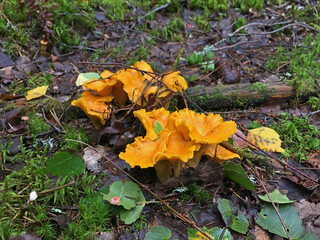 Golden Chanterelle in The Forest Mushroom Species of Fungi Cantharellus Cibarius